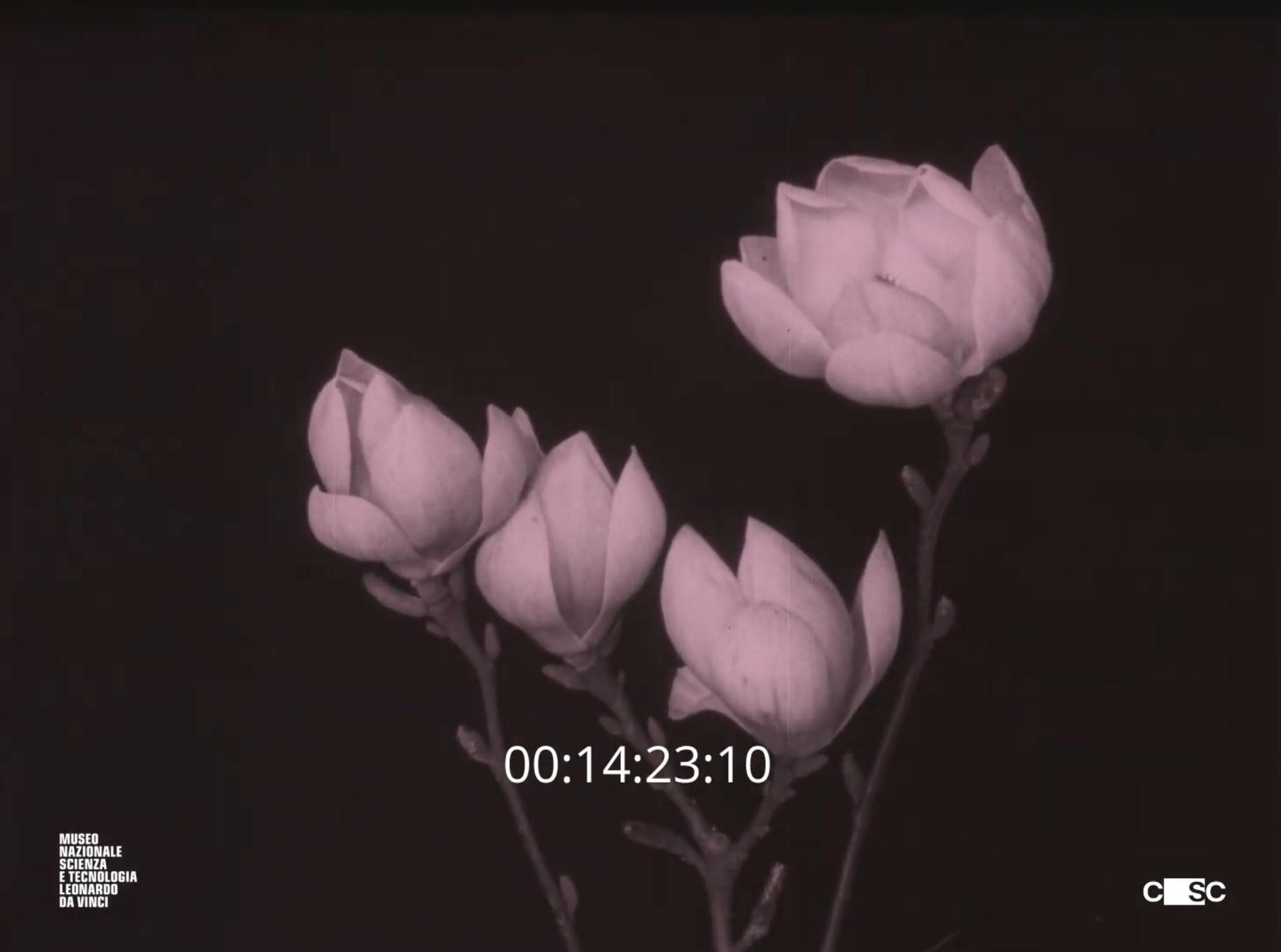 CSC_BLUHENDE BLUMEN, BASF, 1925-1926