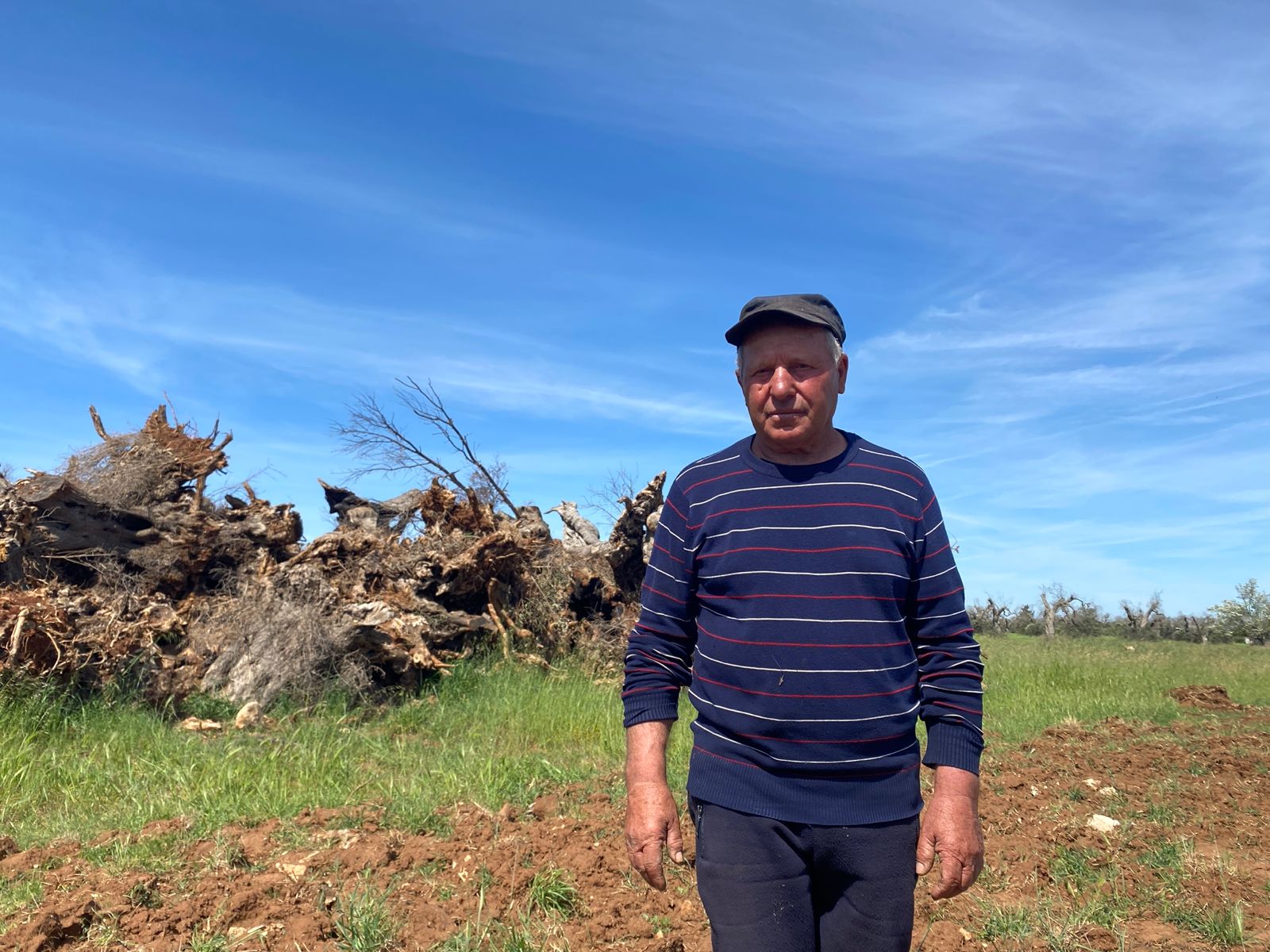 LA RACCOLTA DELLE OLIVE